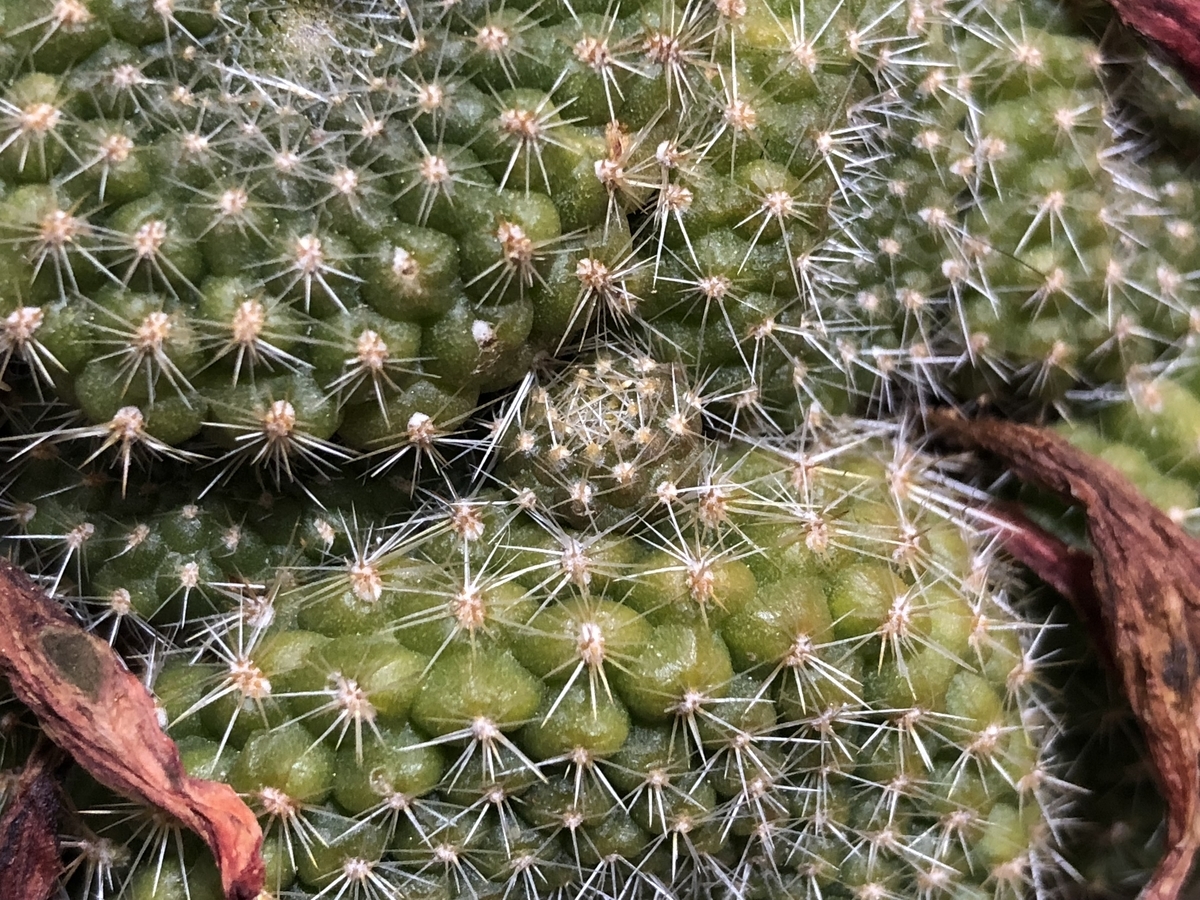 f:id:cactuspower:20210408234455j:plain