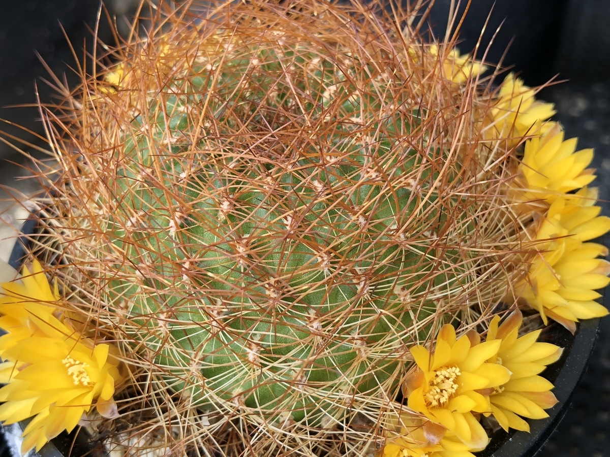 たくさん開花中です！ - cactuspower サボテン日記
