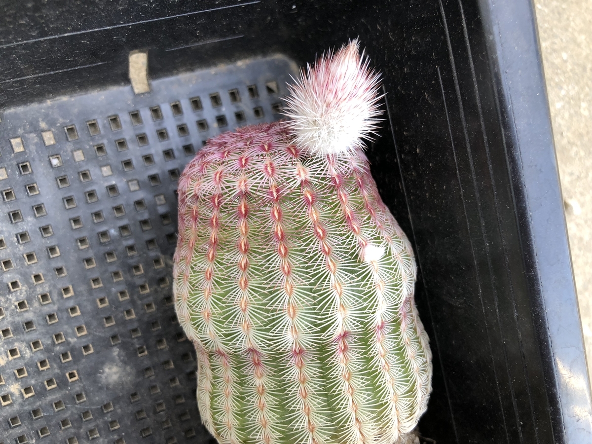 f:id:cactuspower:20210418122639j:plain