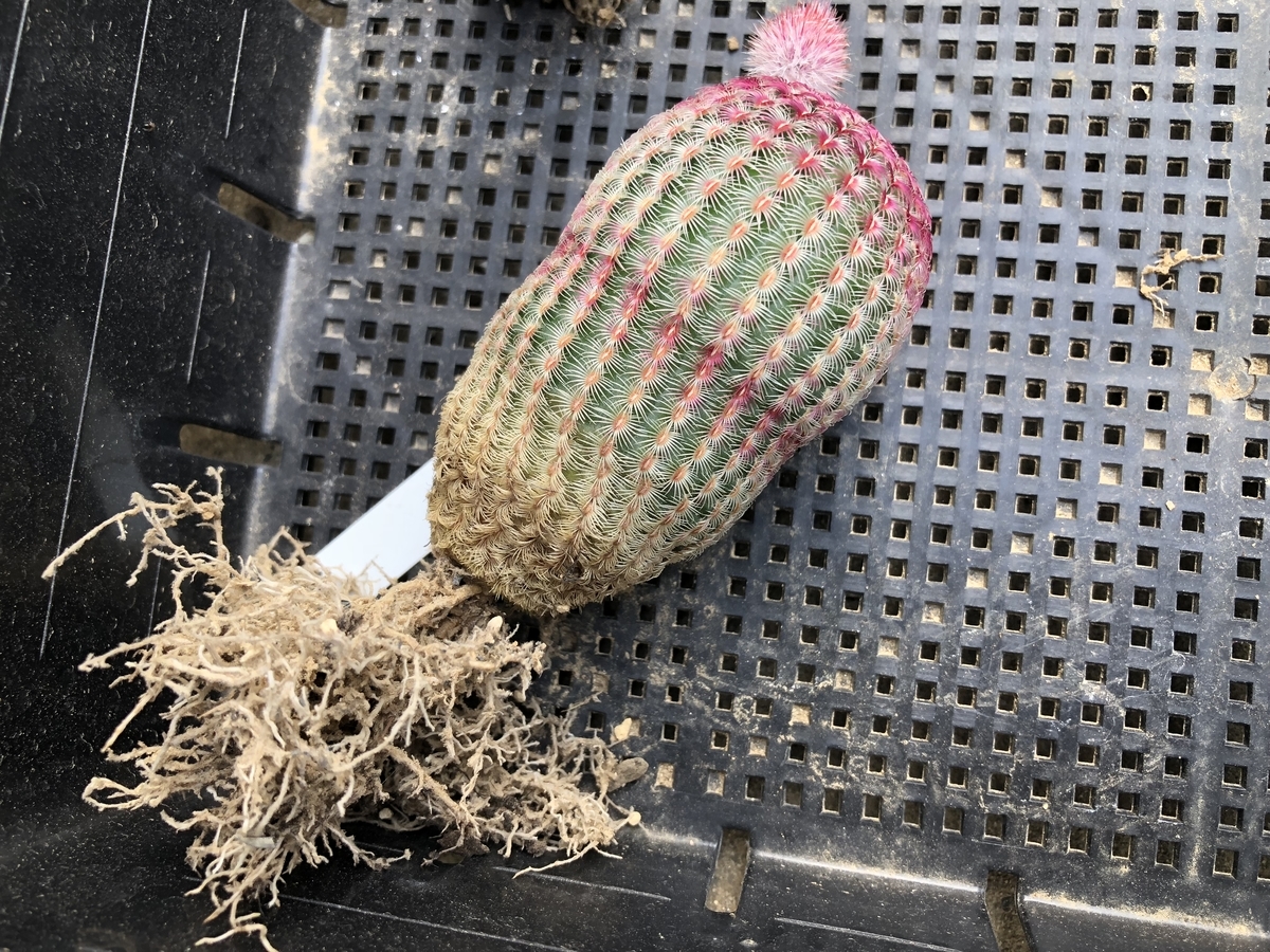 f:id:cactuspower:20210418122753j:plain