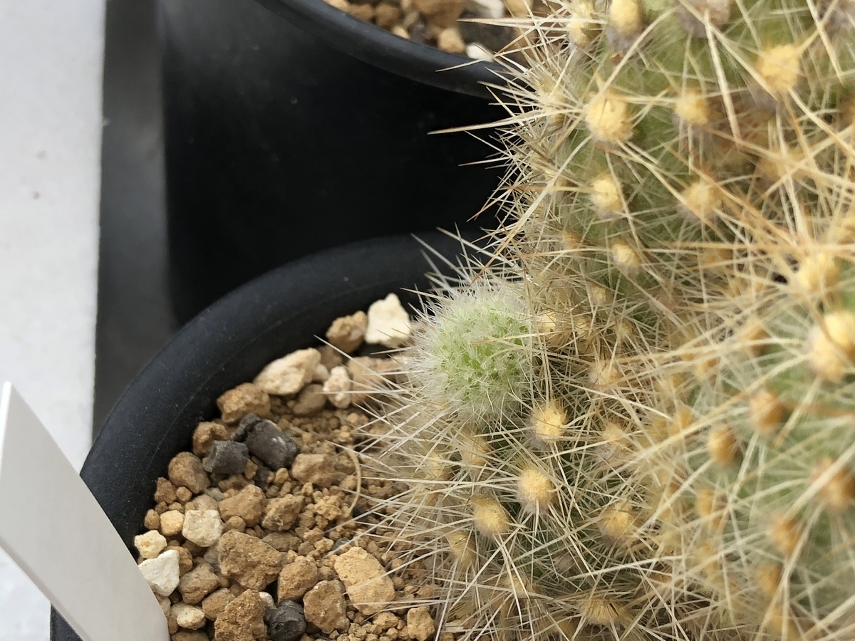 f:id:cactuspower:20210421225921j:plain