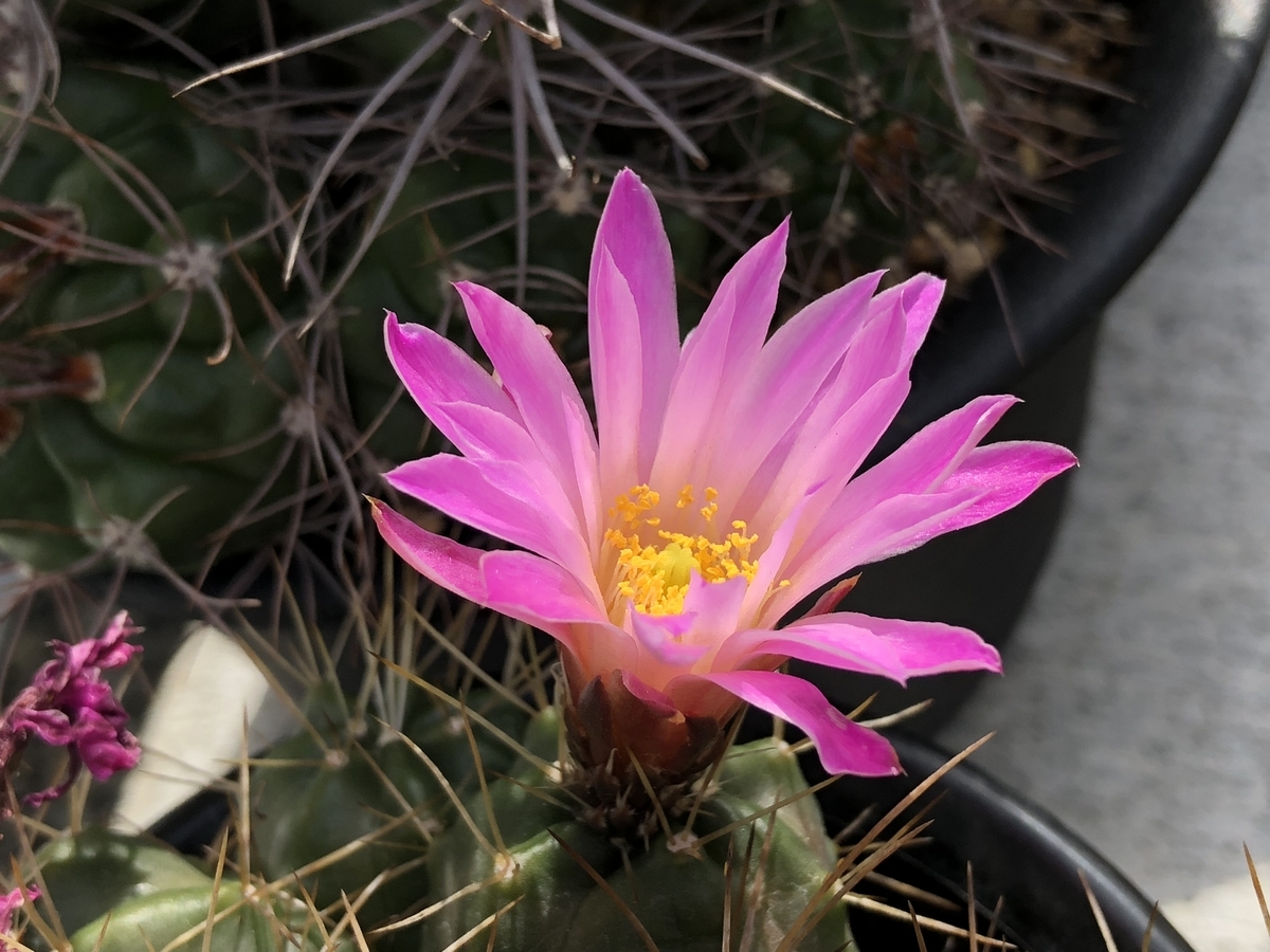 f:id:cactuspower:20210423132057j:plain
