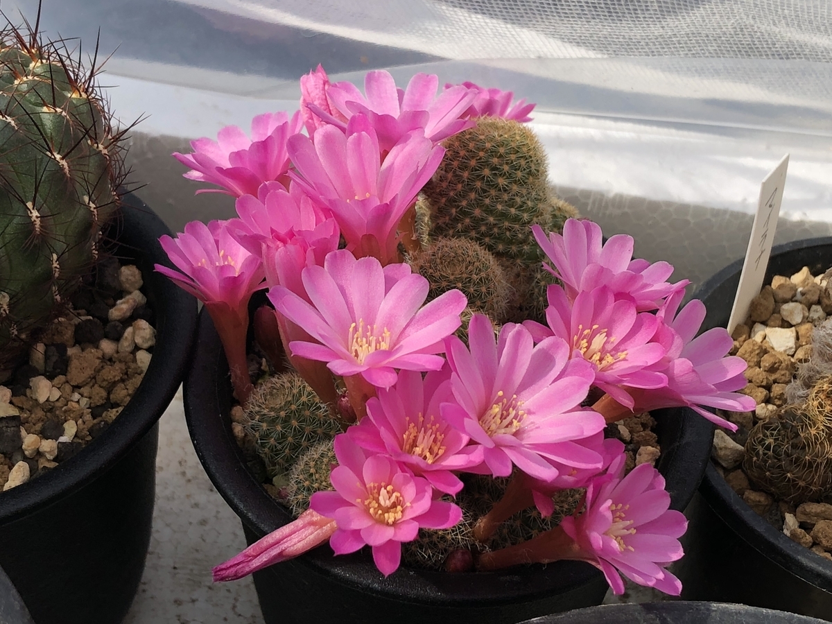 f:id:cactuspower:20210425130833j:plain