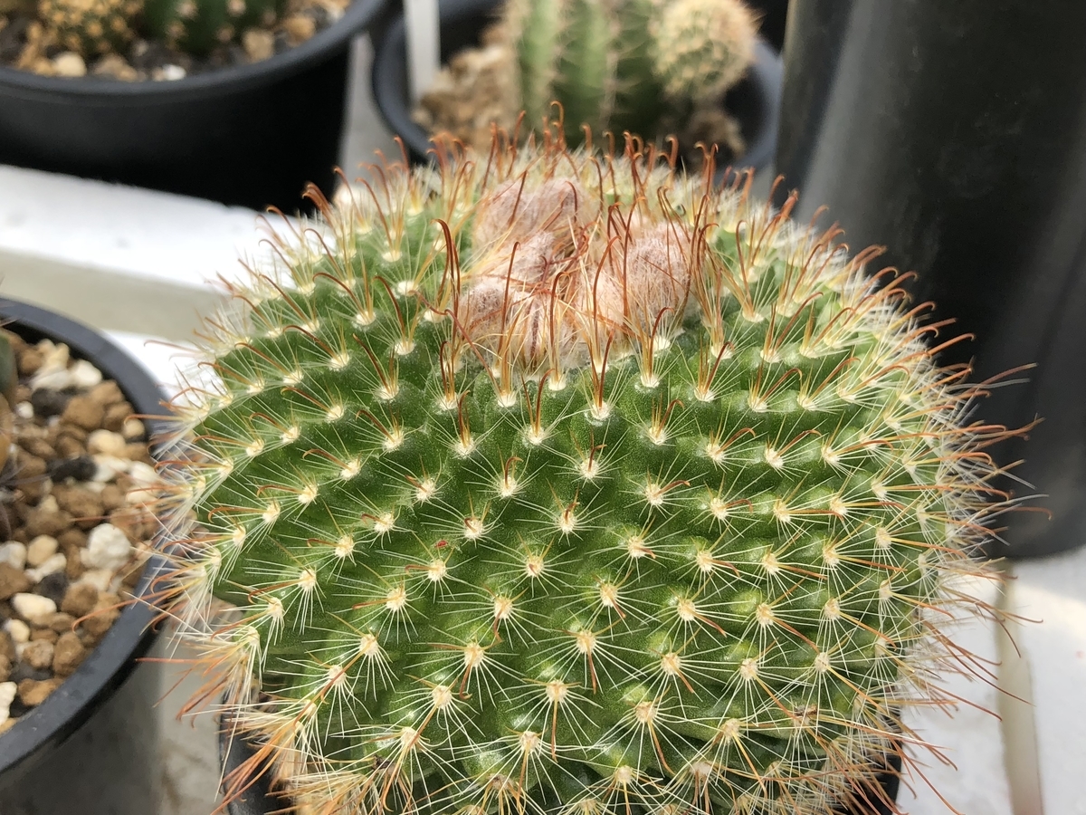 f:id:cactuspower:20210425131106j:plain