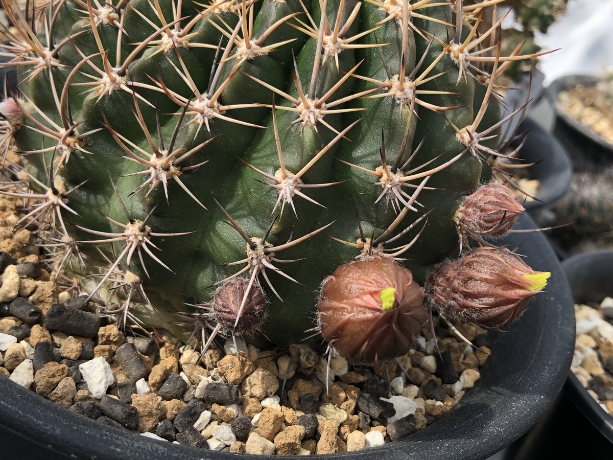 f:id:cactuspower:20210425131345j:plain