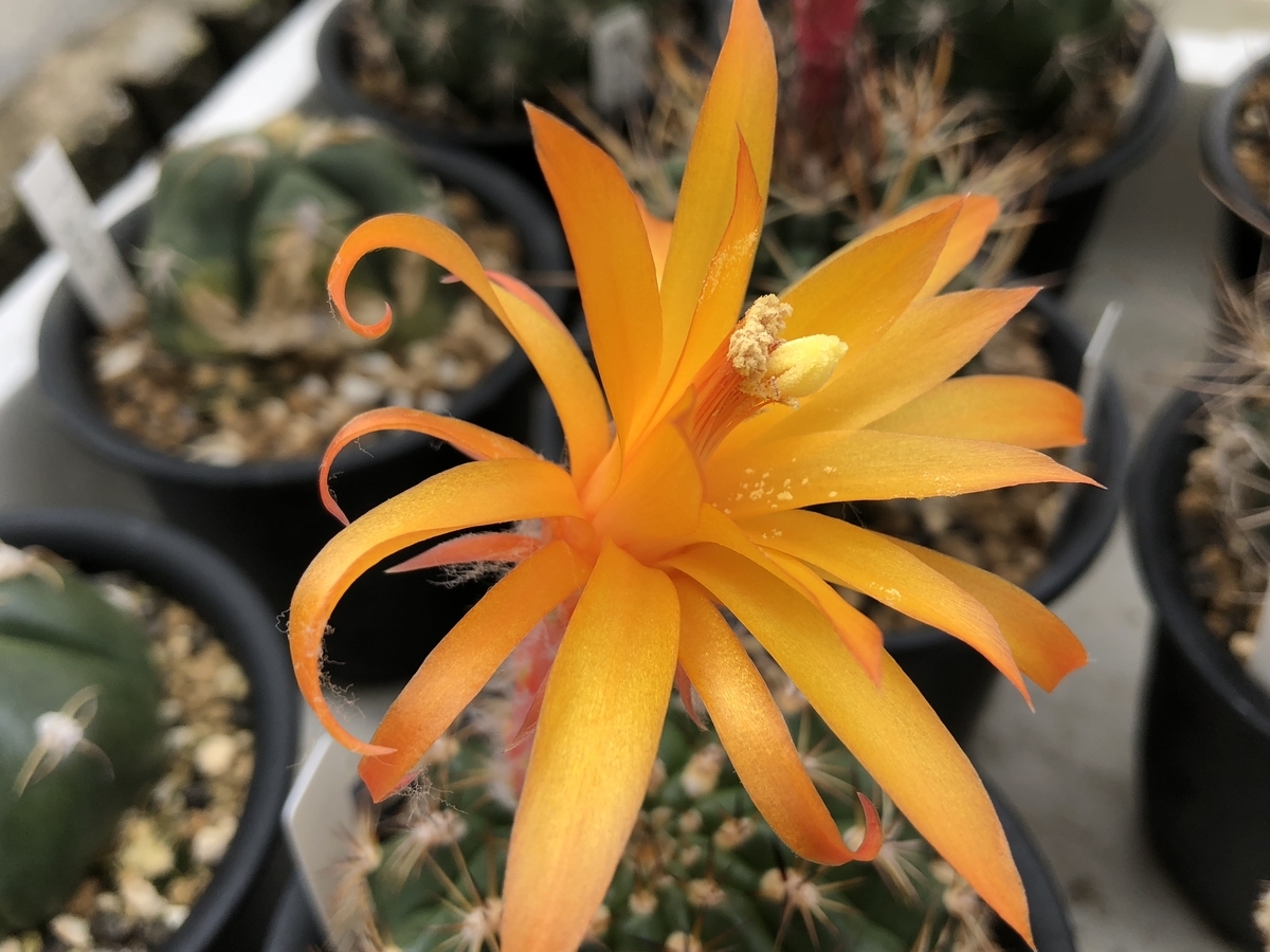 f:id:cactuspower:20210501124315j:plain