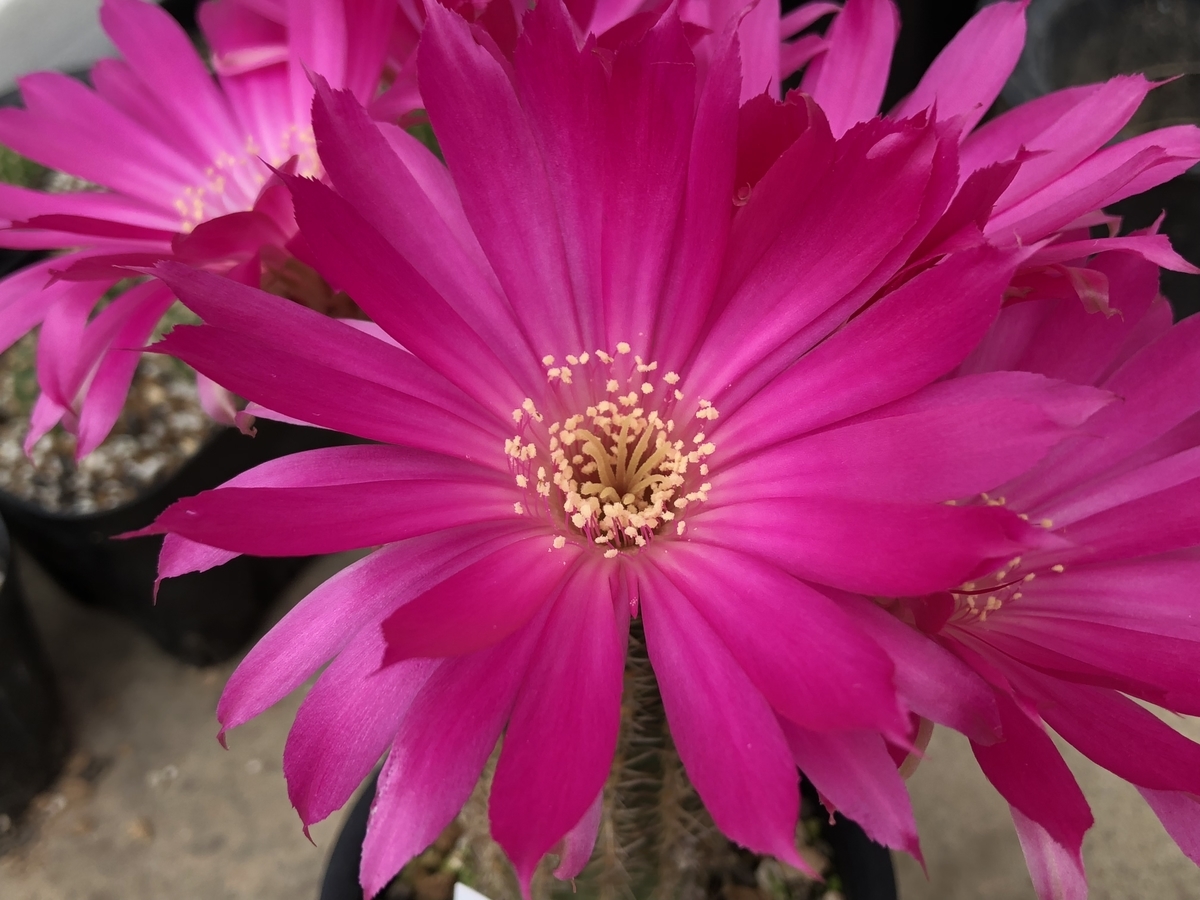 f:id:cactuspower:20210516235012j:plain