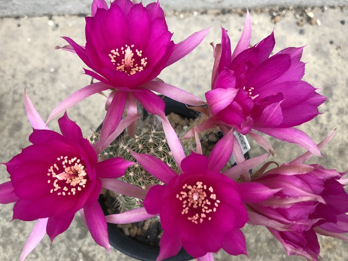 f:id:cactuspower:20210516235130j:plain