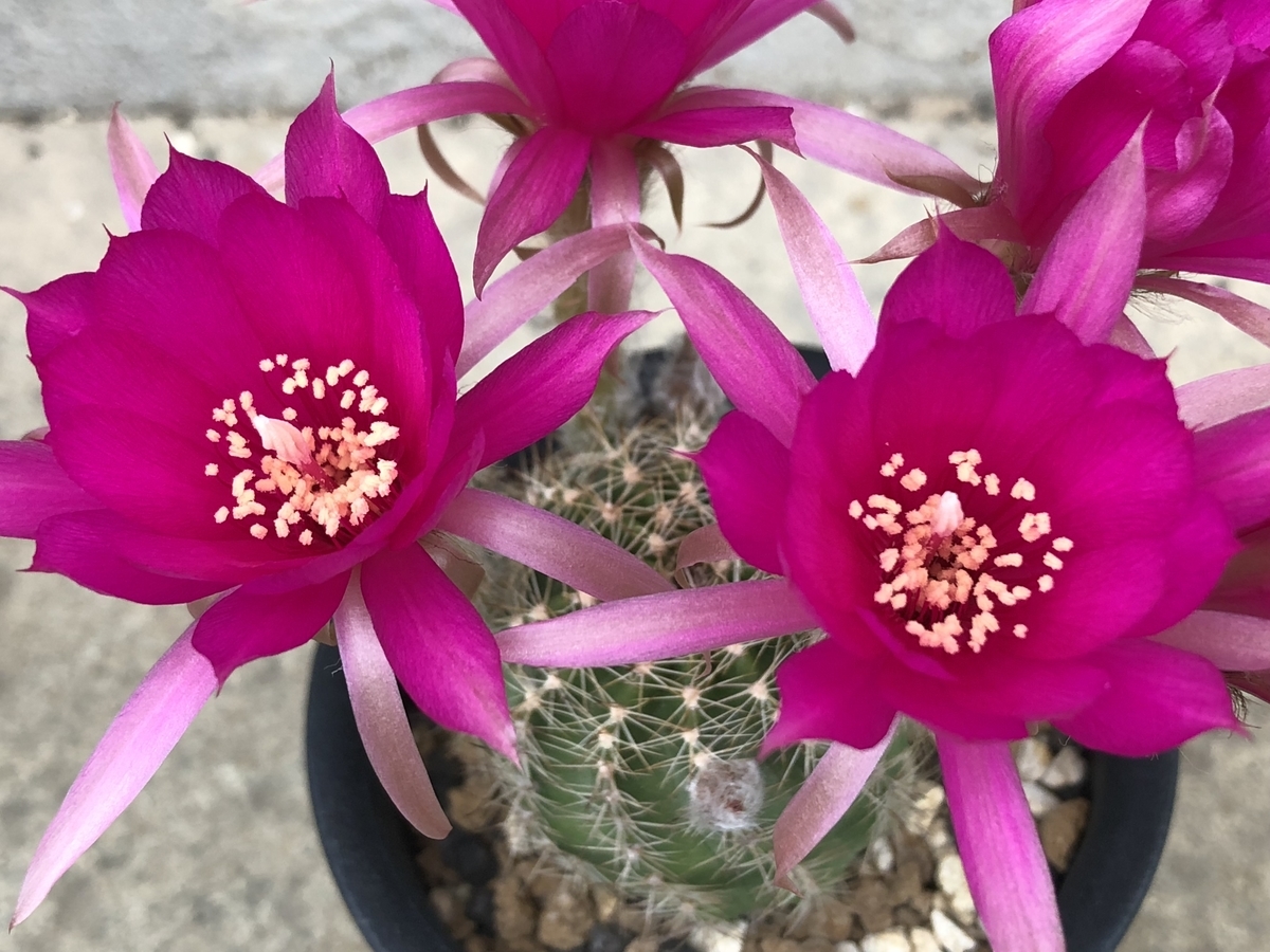 f:id:cactuspower:20210516235249j:plain
