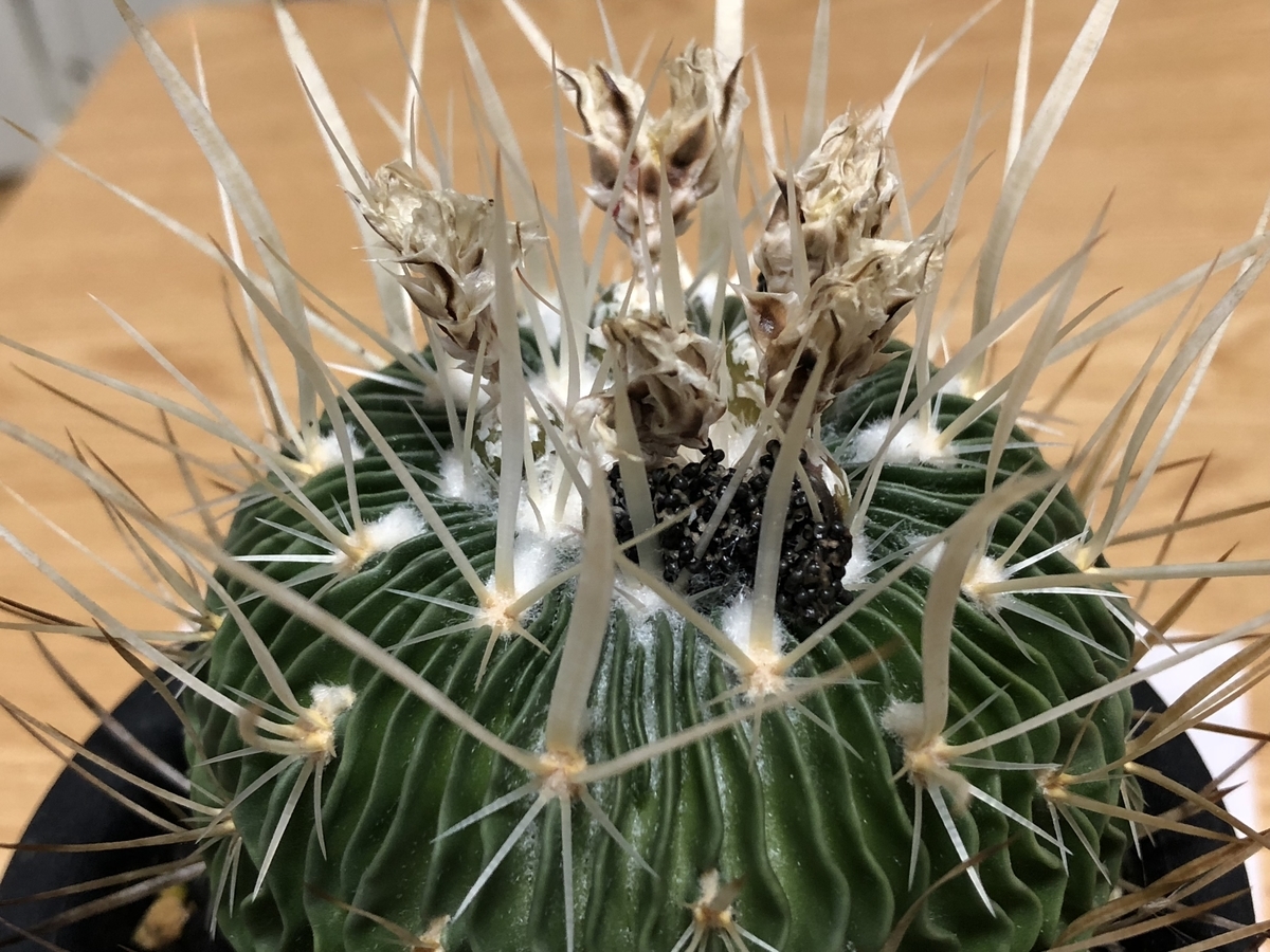 f:id:cactuspower:20210516235527j:plain