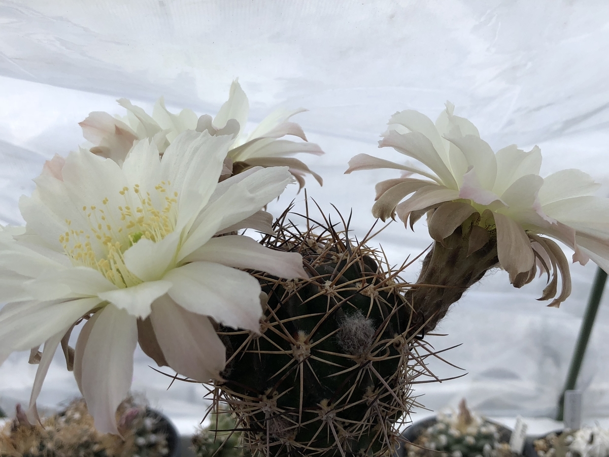 f:id:cactuspower:20210517151101j:plain