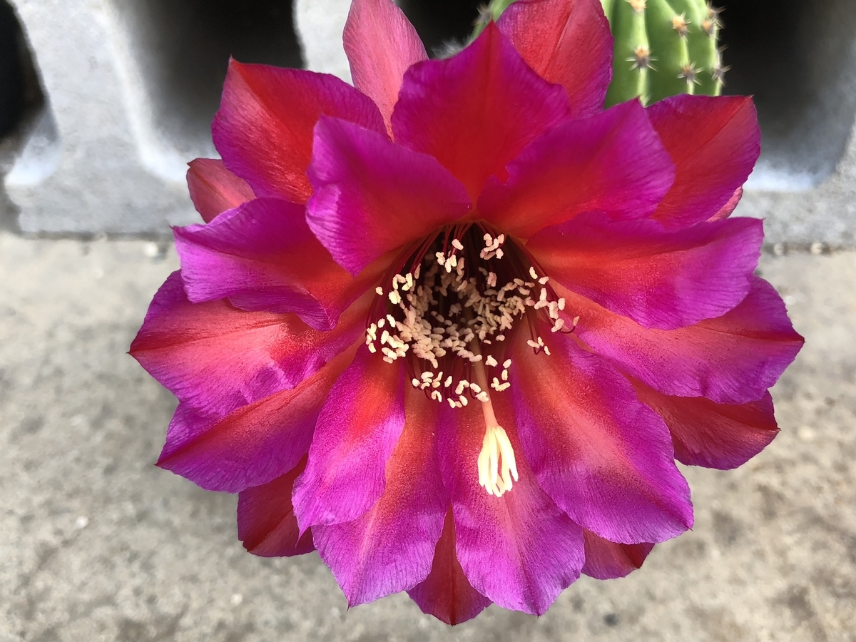f:id:cactuspower:20210517151320j:plain