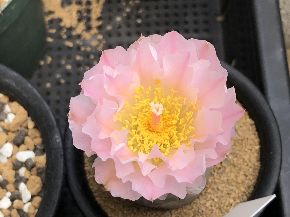 ゲオメトリクス - cactuspower サボテン日記