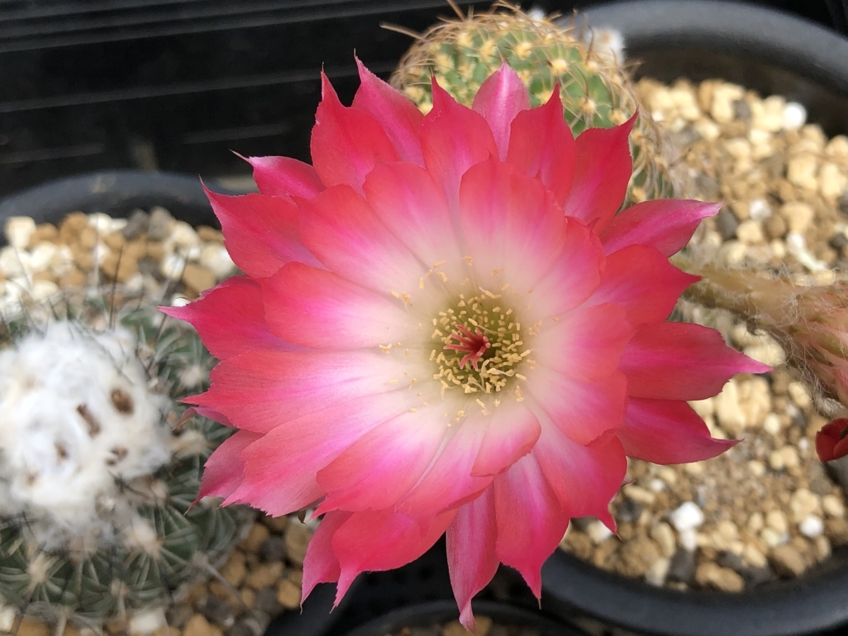 ゲオメトリクス - cactuspower サボテン日記
