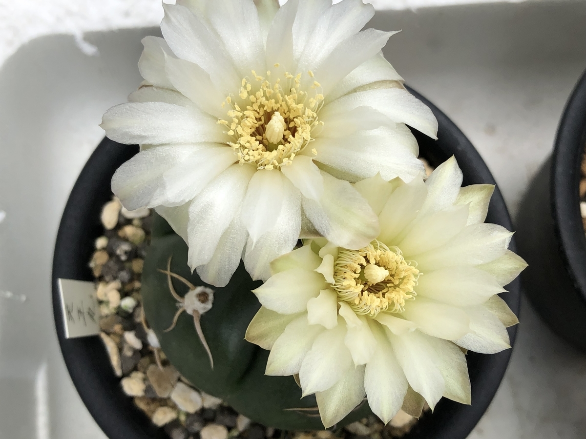 ☆サボテン☆ ゲオメトリクス 開花株