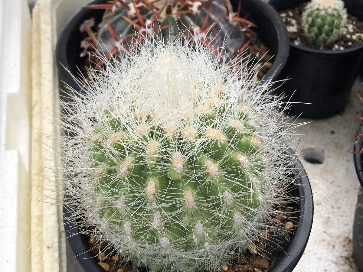 f:id:cactuspower:20210620232323j:plain