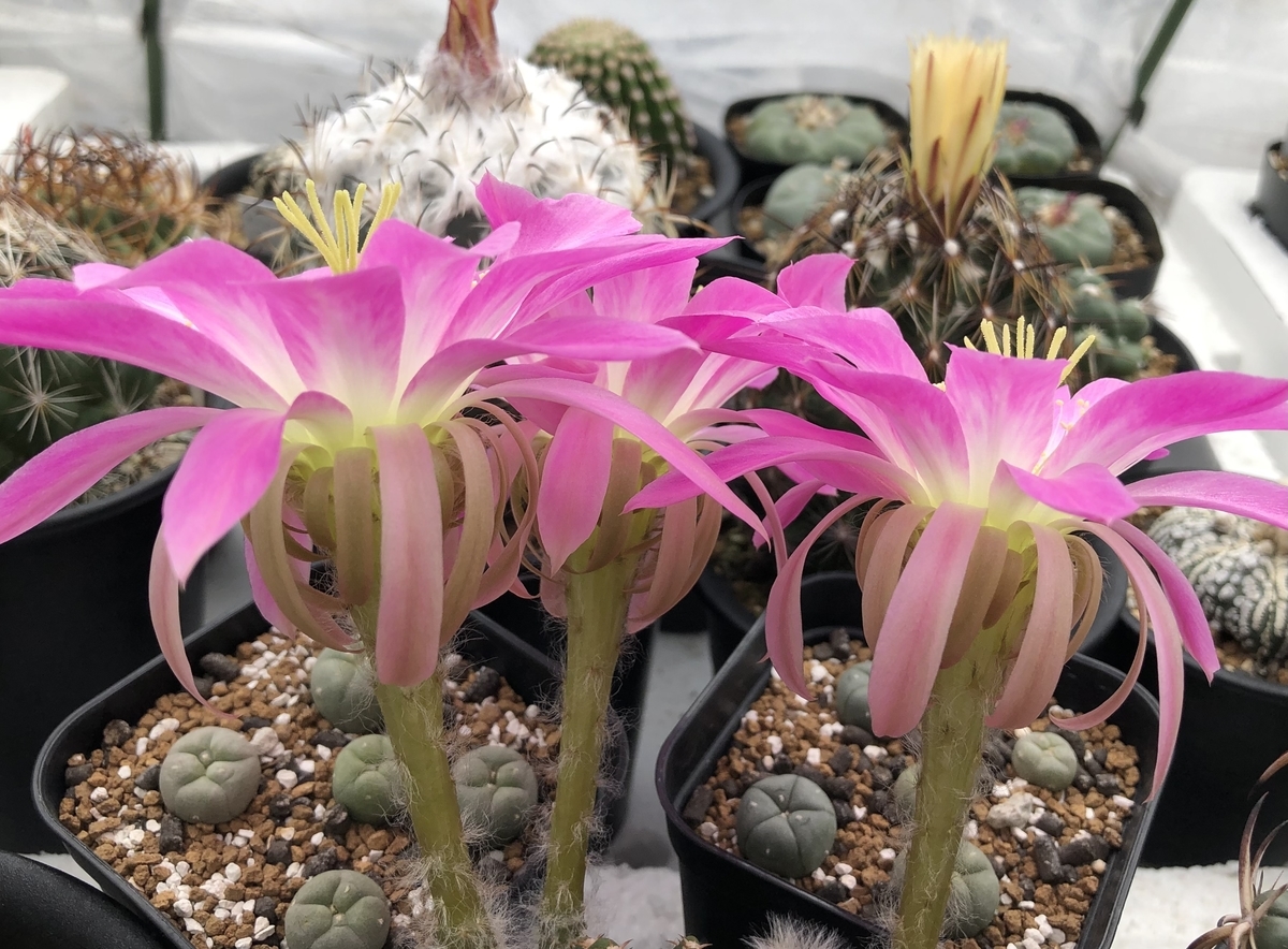 f:id:cactuspower:20210627234907j:plain