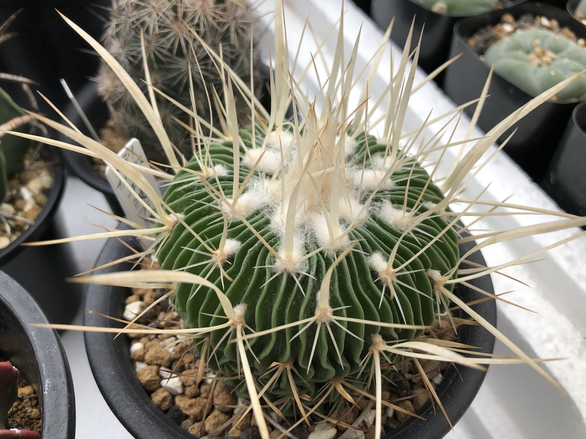 f:id:cactuspower:20210627235050j:plain