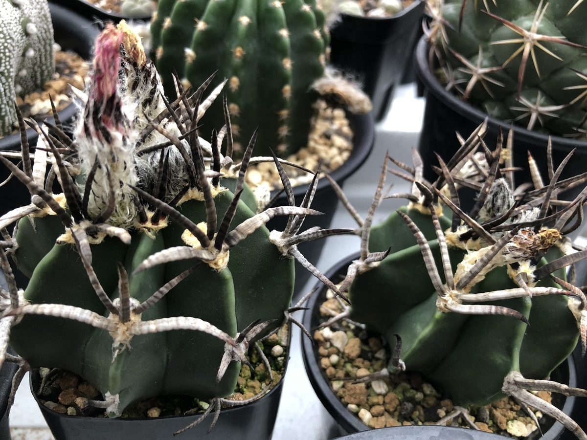 f:id:cactuspower:20210627235204j:plain