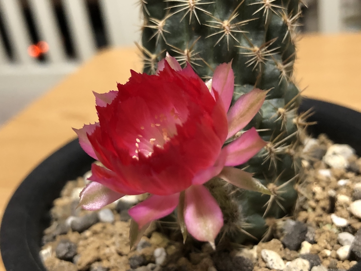 ロビビア咲きました - cactuspower サボテン日記