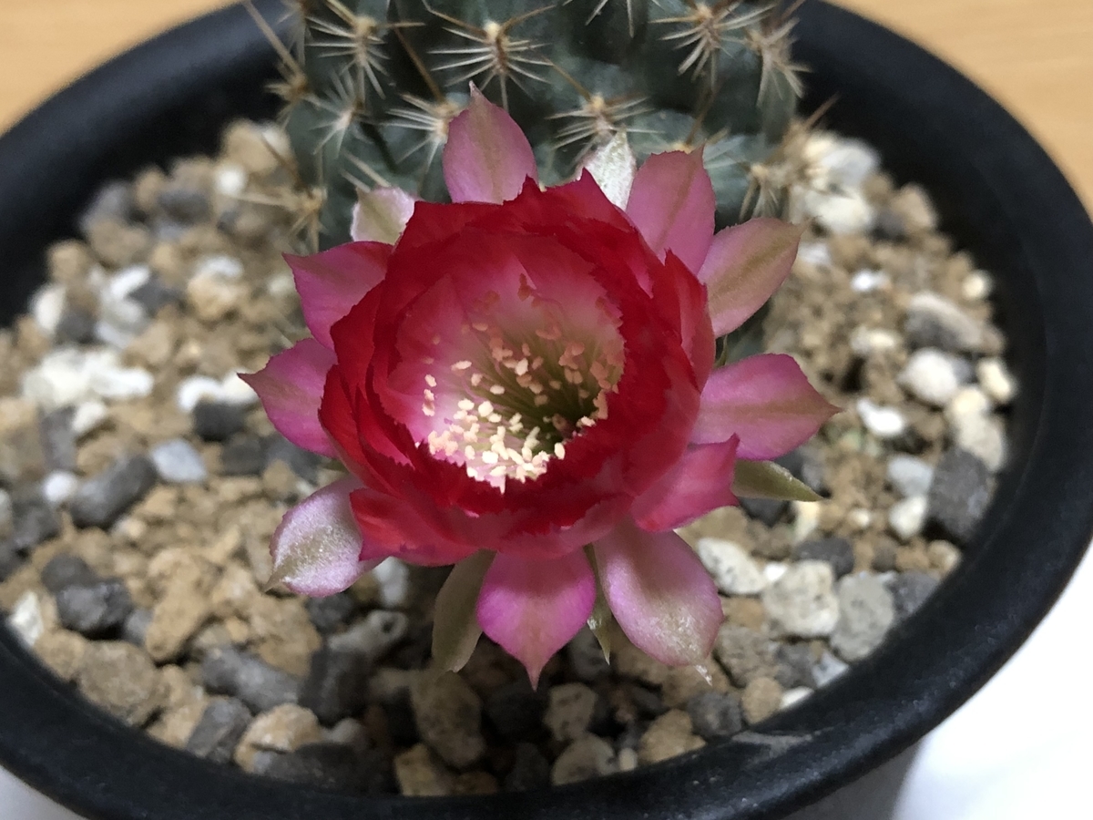 多肉植物 国王・八重咲き花サボテン ロビビア 国王の