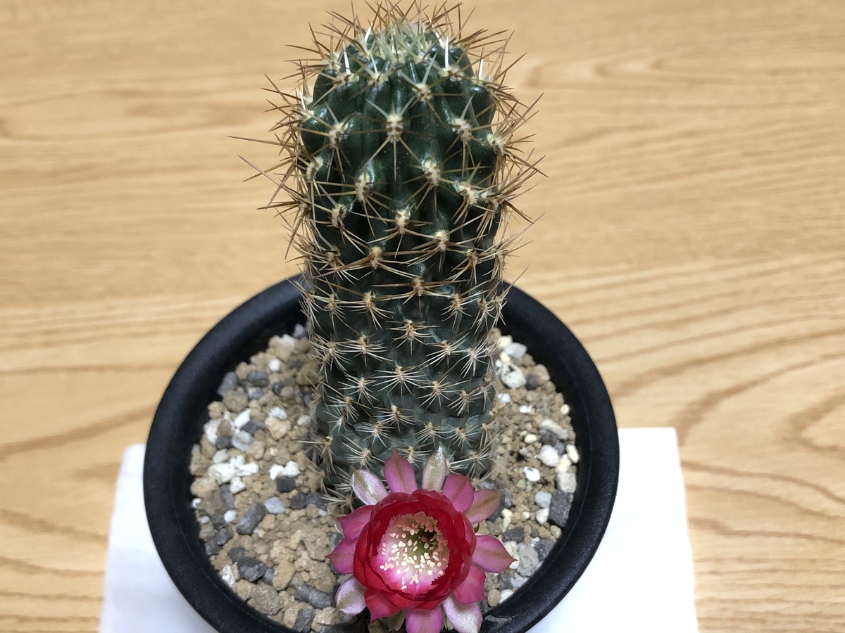 ロビビア咲きました - cactuspower サボテン日記