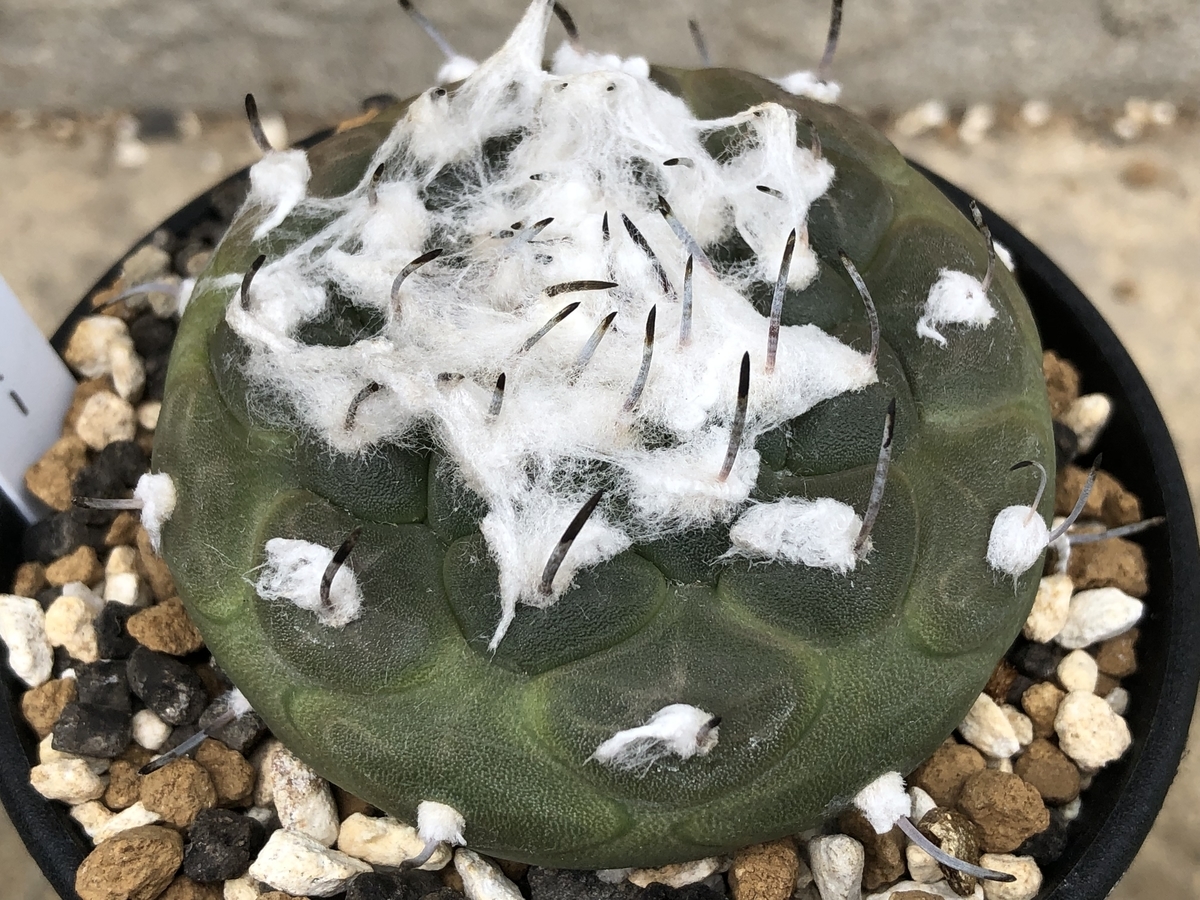 f:id:cactuspower:20210702125553j:plain