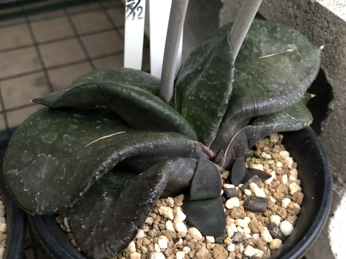 f:id:cactuspower:20210706192945j:plain