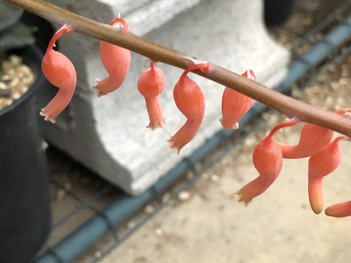 f:id:cactuspower:20210706201309j:plain