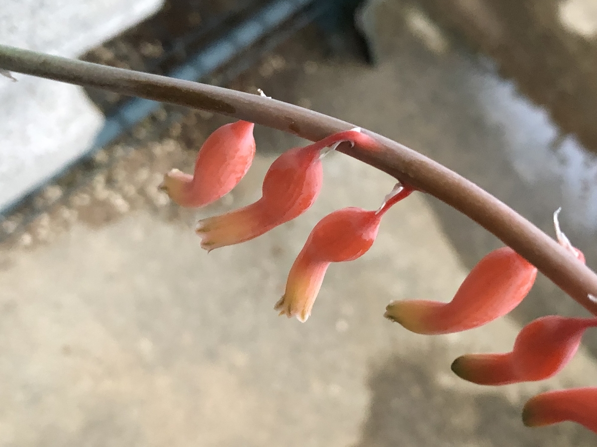 f:id:cactuspower:20210706201325j:plain