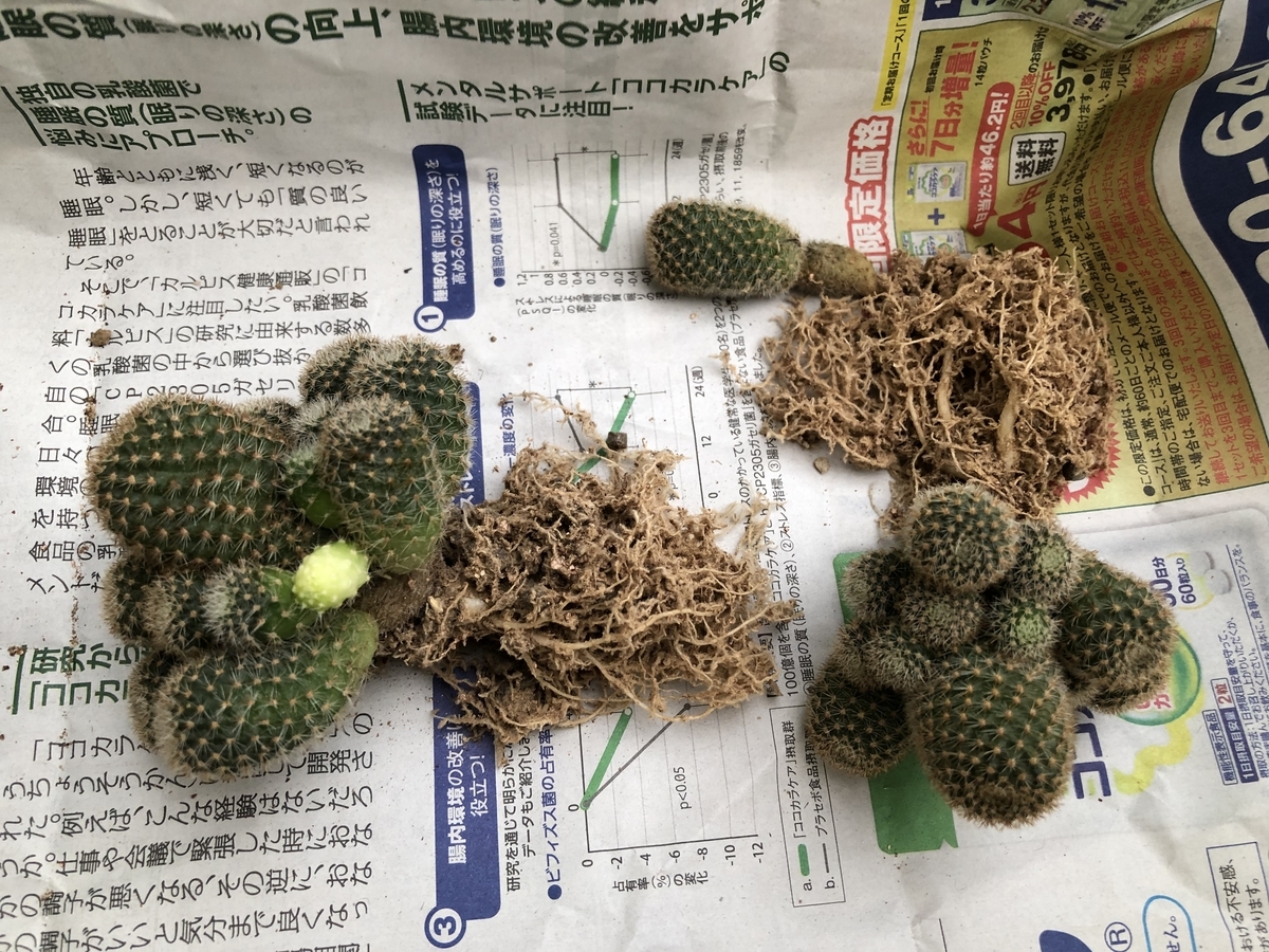 f:id:cactuspower:20210706201534j:plain