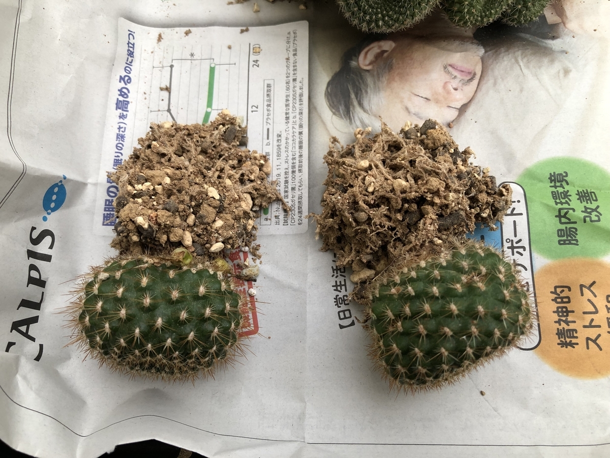 f:id:cactuspower:20210706201714j:plain