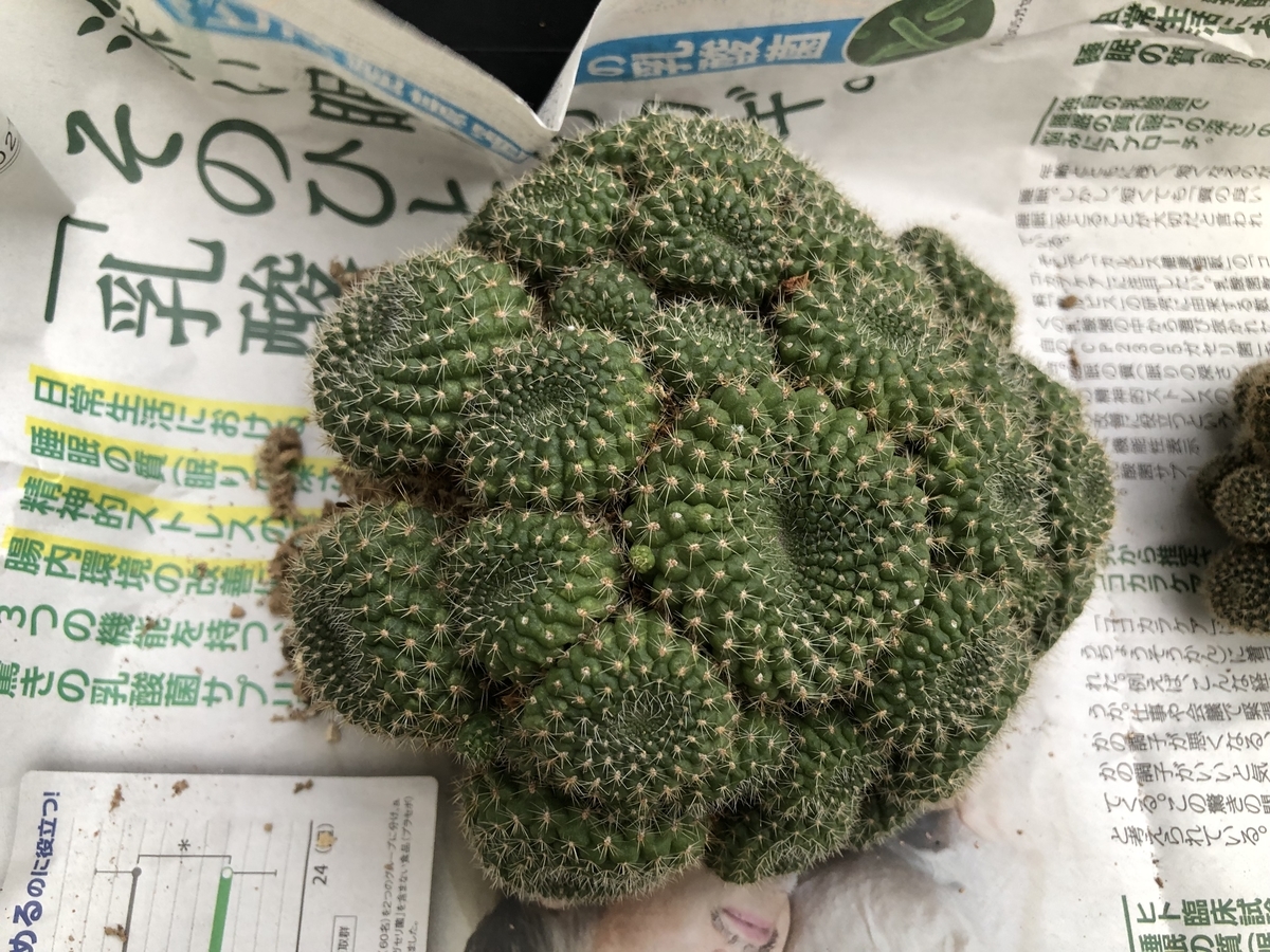 f:id:cactuspower:20210706201852j:plain