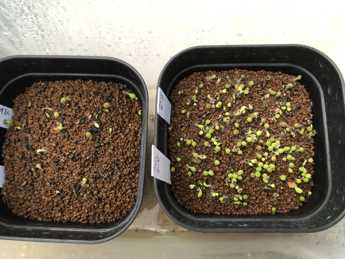 f:id:cactuspower:20210706202128j:plain