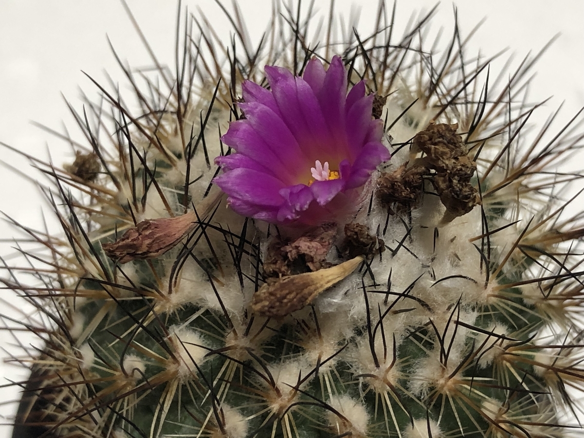 f:id:cactuspower:20210708235149j:plain