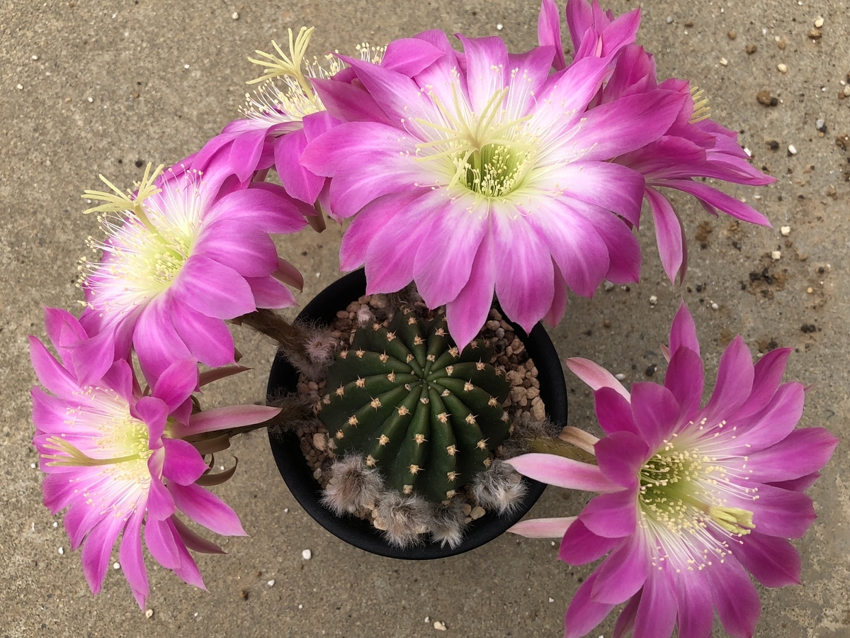 f:id:cactuspower:20210710135122j:plain