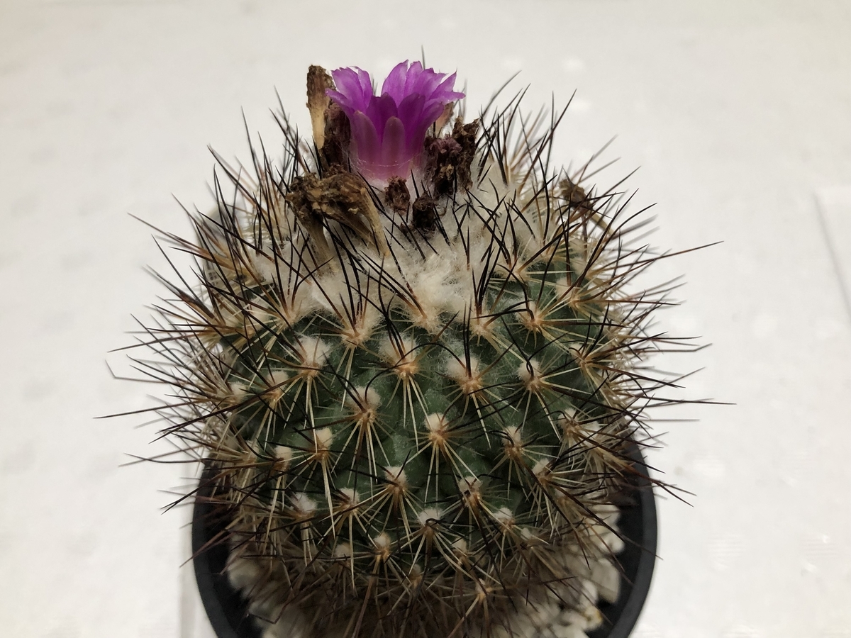f:id:cactuspower:20210711121346j:plain