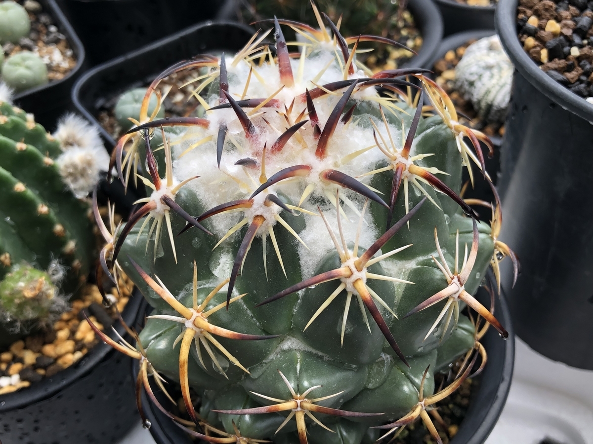 f:id:cactuspower:20210712130420j:plain