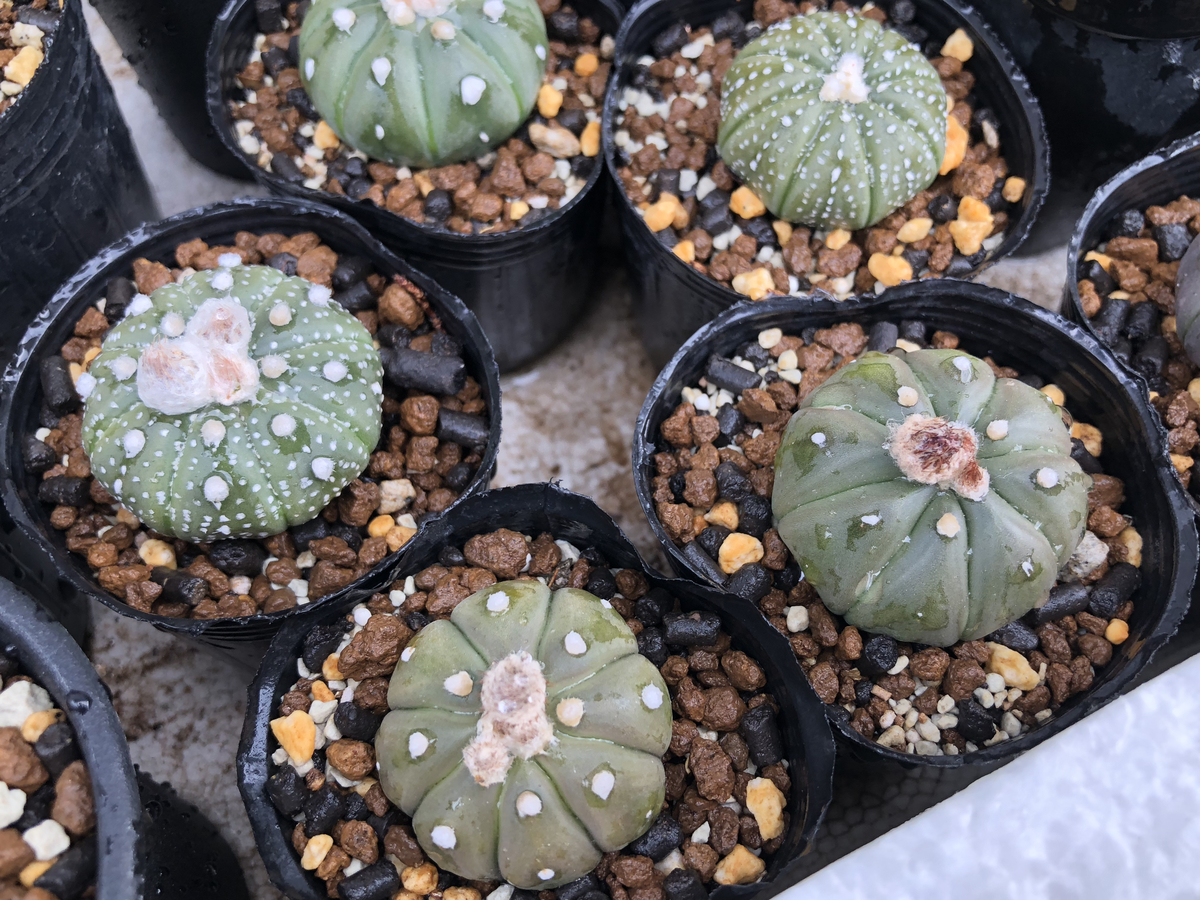 f:id:cactuspower:20210712130555j:plain