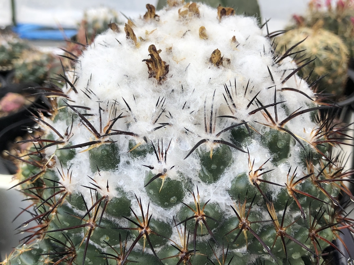 f:id:cactuspower:20210712130929j:plain