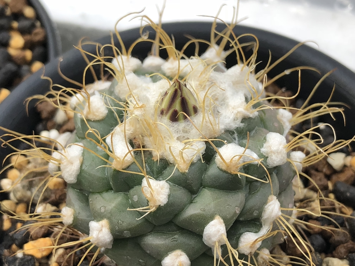 f:id:cactuspower:20210712135819j:plain