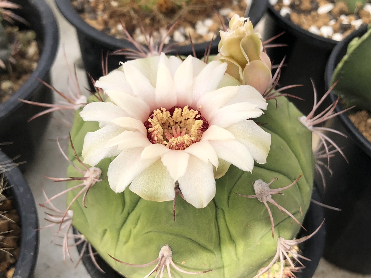 f:id:cactuspower:20210712135942j:plain