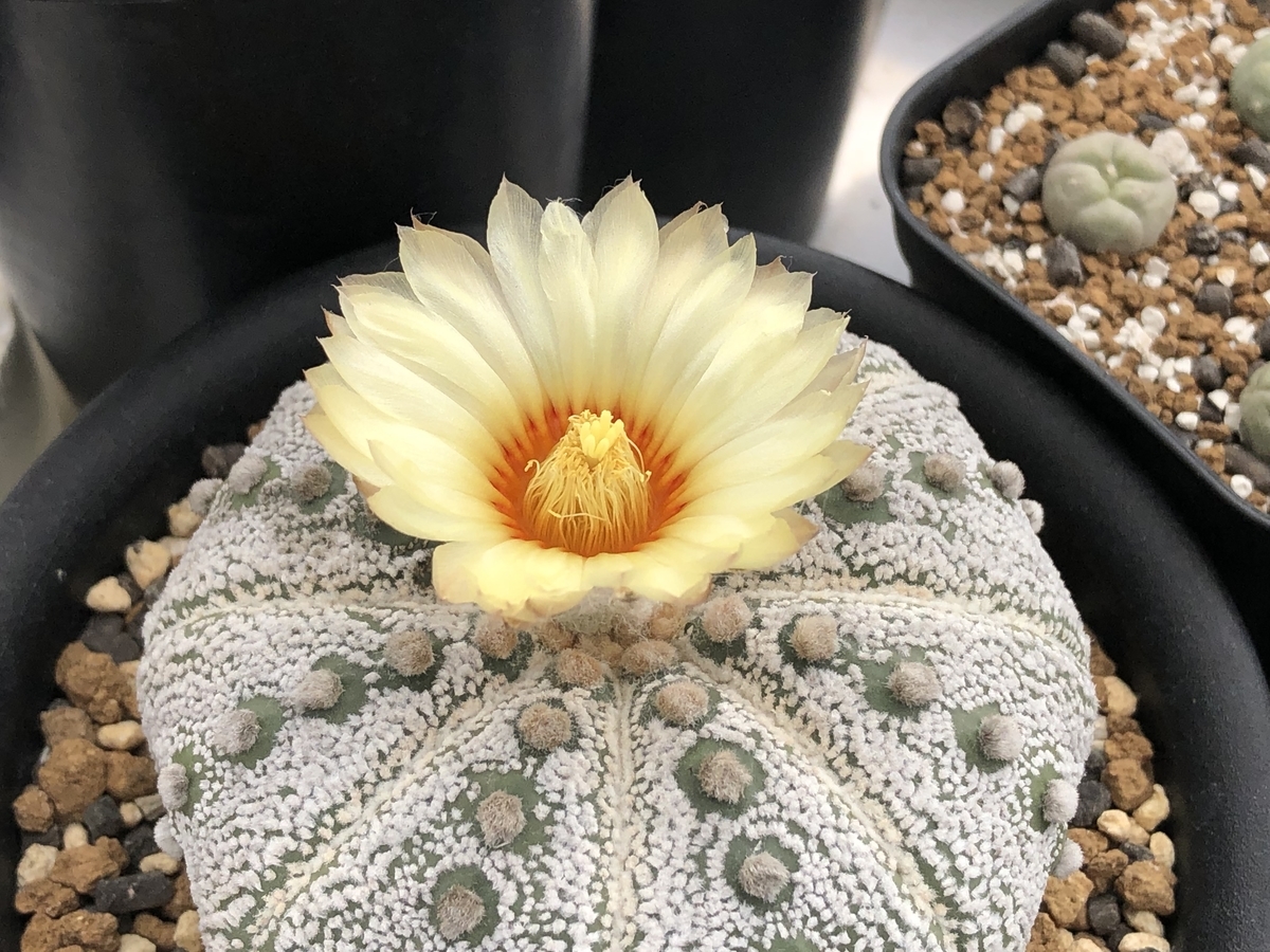 f:id:cactuspower:20210713234904j:plain