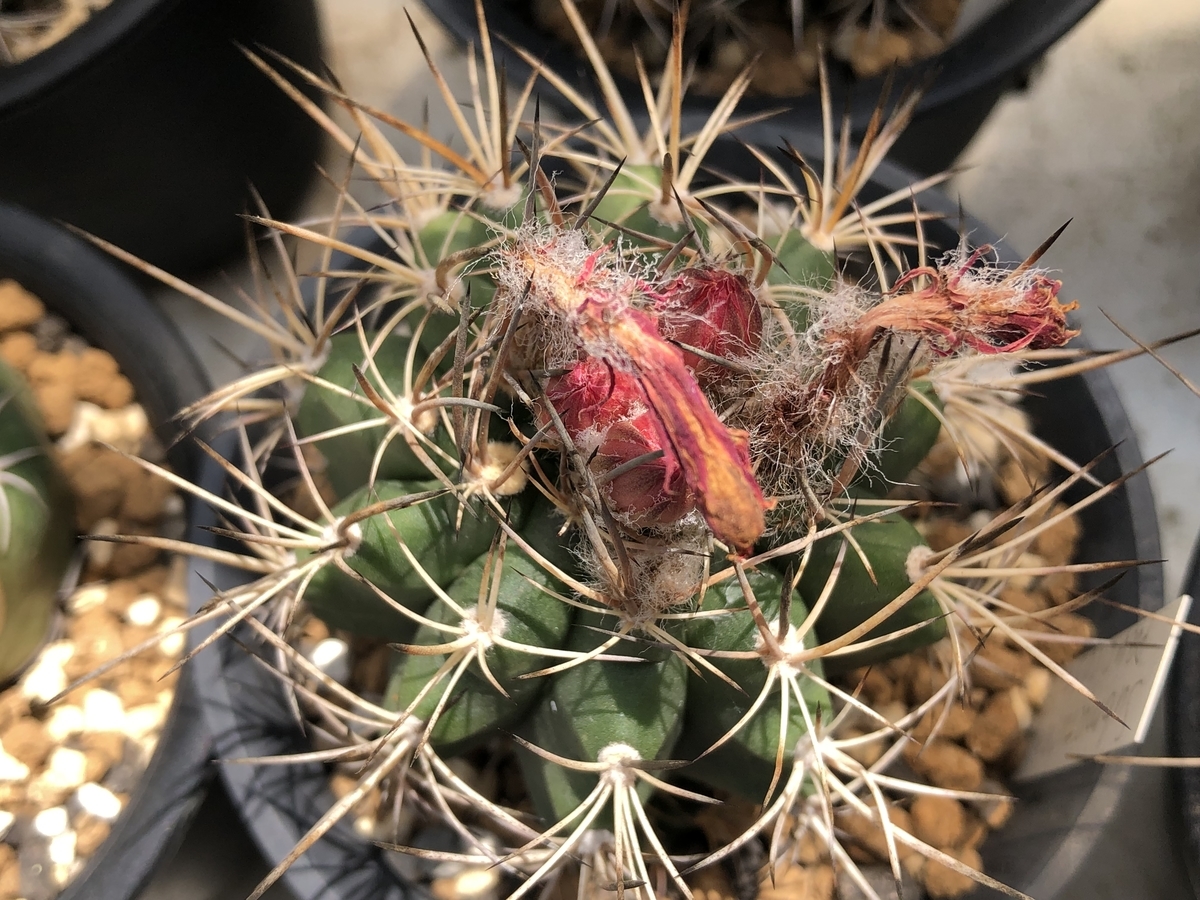 f:id:cactuspower:20210713235426j:plain