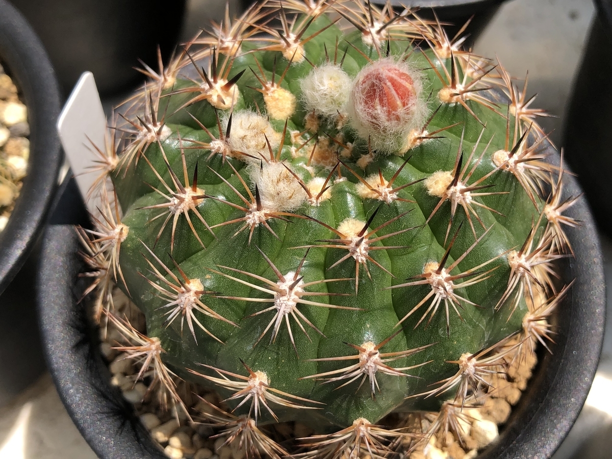 f:id:cactuspower:20210713235444j:plain