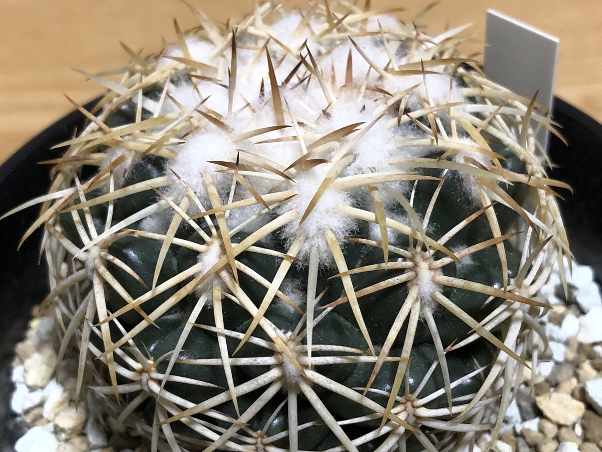 f:id:cactuspower:20210715225925j:plain