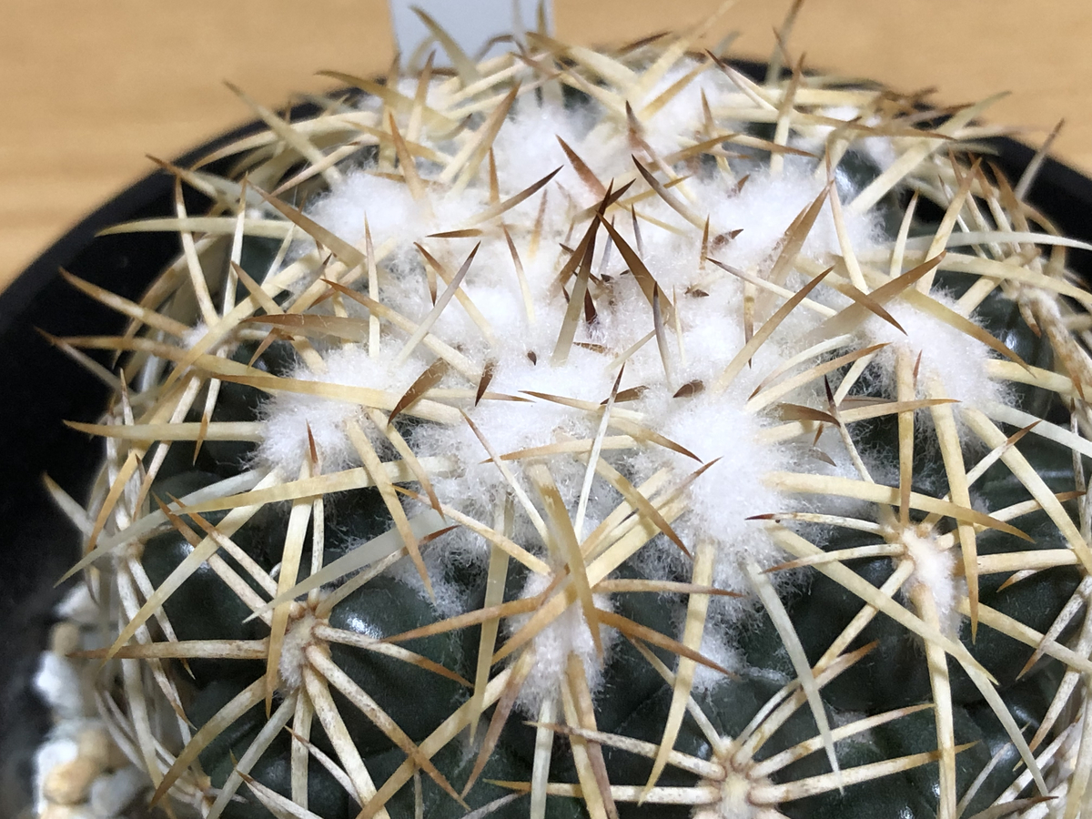 f:id:cactuspower:20210715230112j:plain