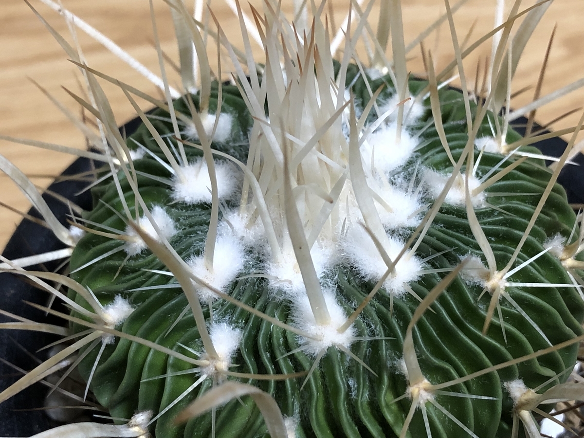 f:id:cactuspower:20210725234647j:plain