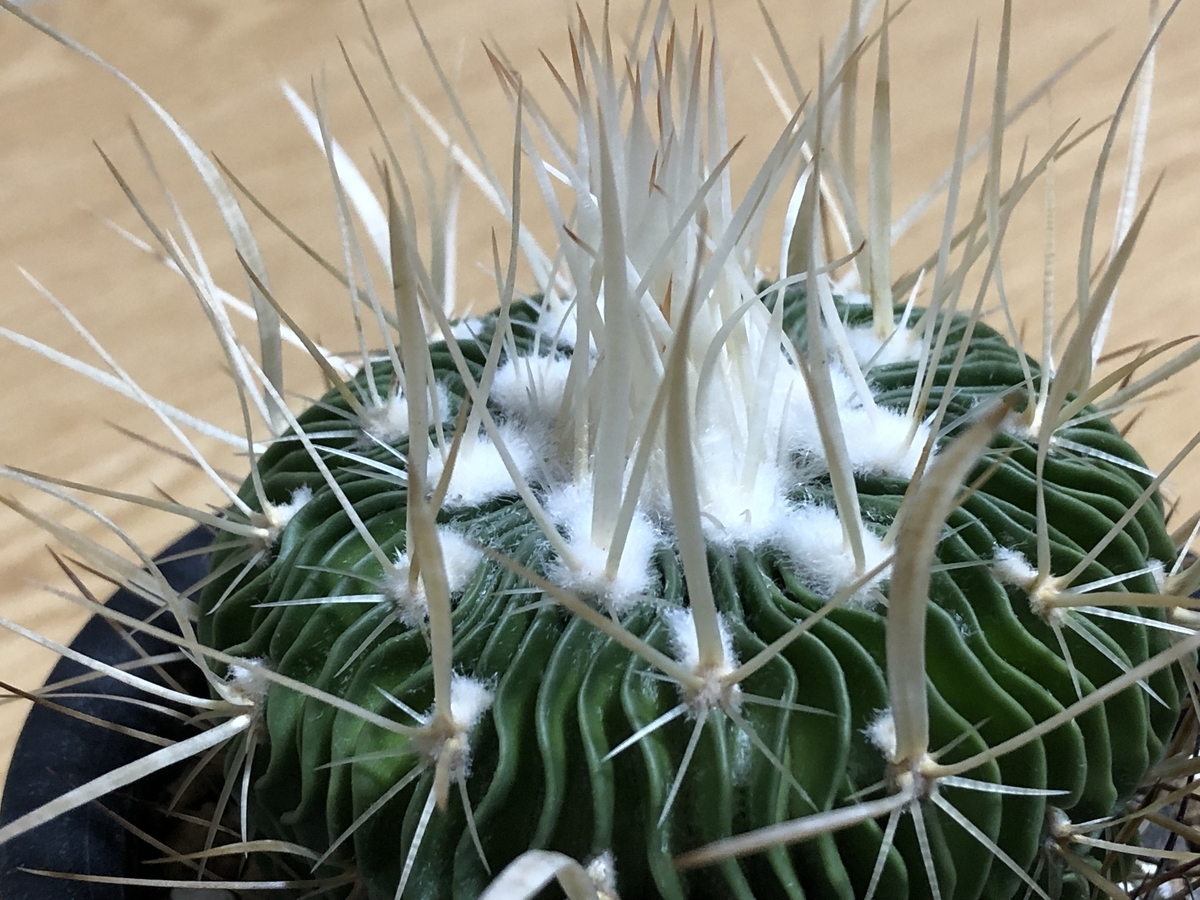 f:id:cactuspower:20210725234849j:plain