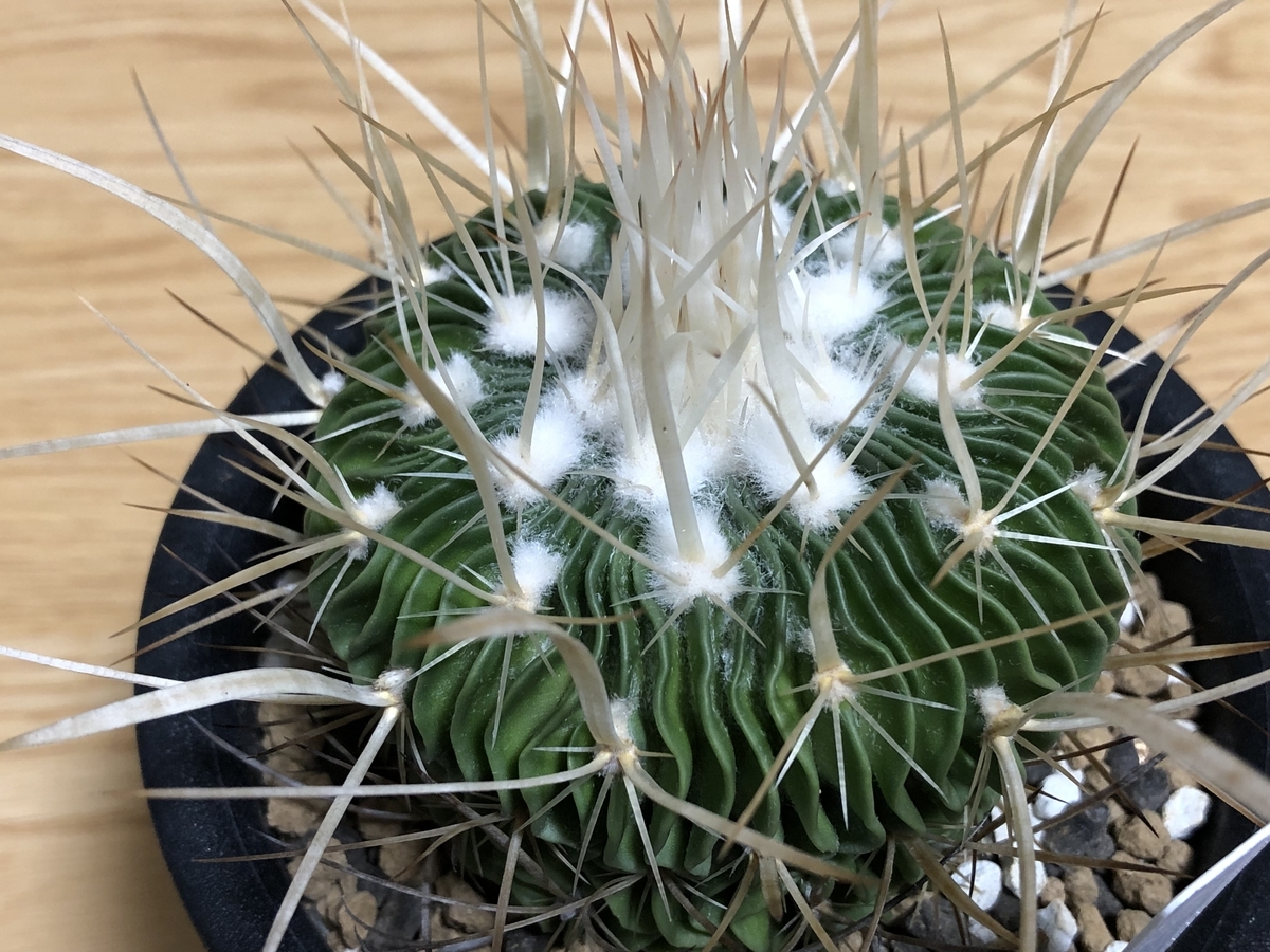 f:id:cactuspower:20210725234935j:plain